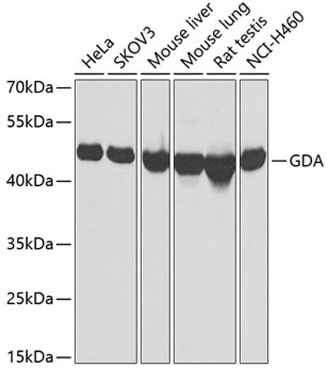 Western blot - GDA Antibody (A6441)