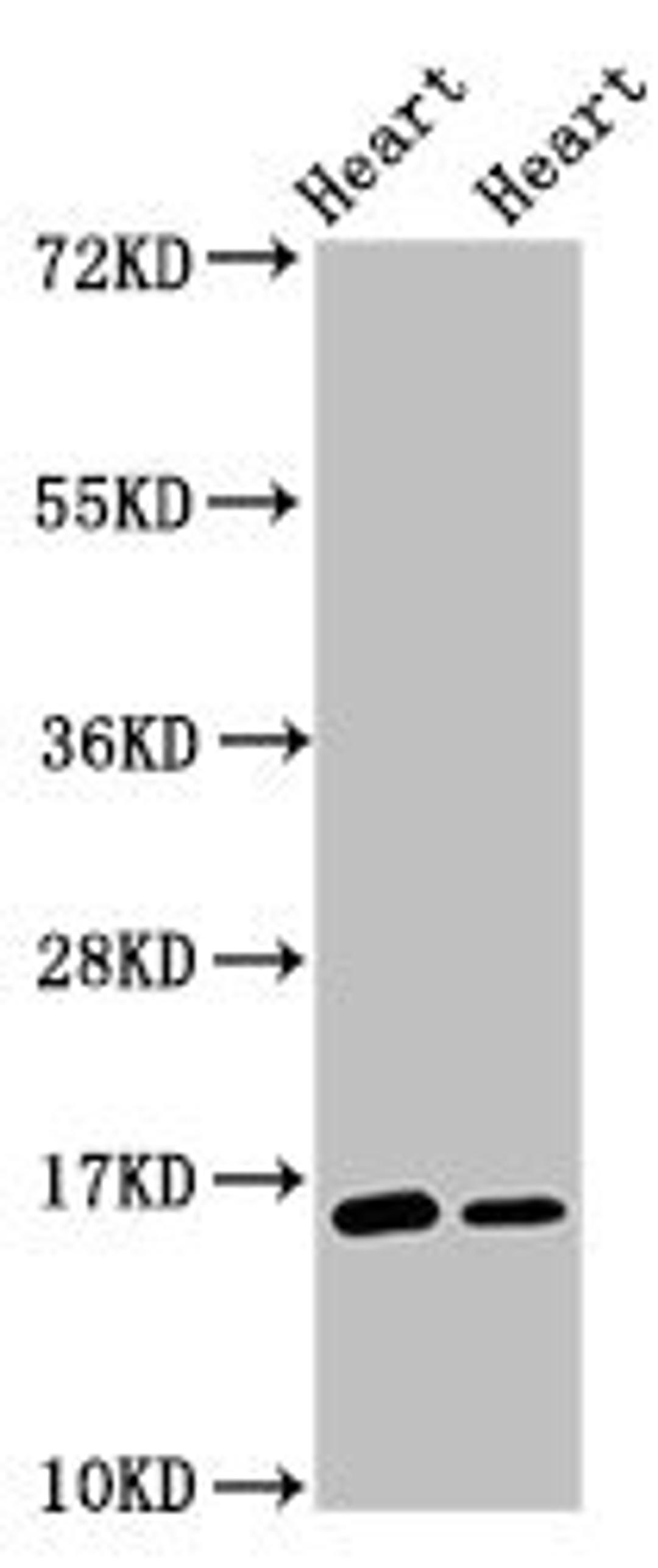 Western Blot. Positive WB detected in: Rat heart tissue, Mouse heart tissue. All lanes: C3orf14 antibody at 2.7ug/ml. Secondary. Goat polyclonal to rabbit IgG at 1/50000 dilution. Predicted band size: 16 kDa. Observed band size: 16 kDa. 