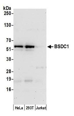 Detection of human BSDC1 by WB.