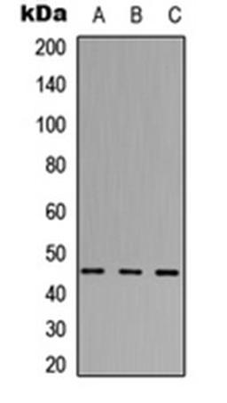 Western blot analysis of HEK293T (Lane 1), Raw264.7 (Lane 2), PC12 (Lane 3) whole cell lysates using ABHD3 antibody