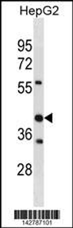 Western blot analysis in HepG2 cell line lysates (35ug/lane).