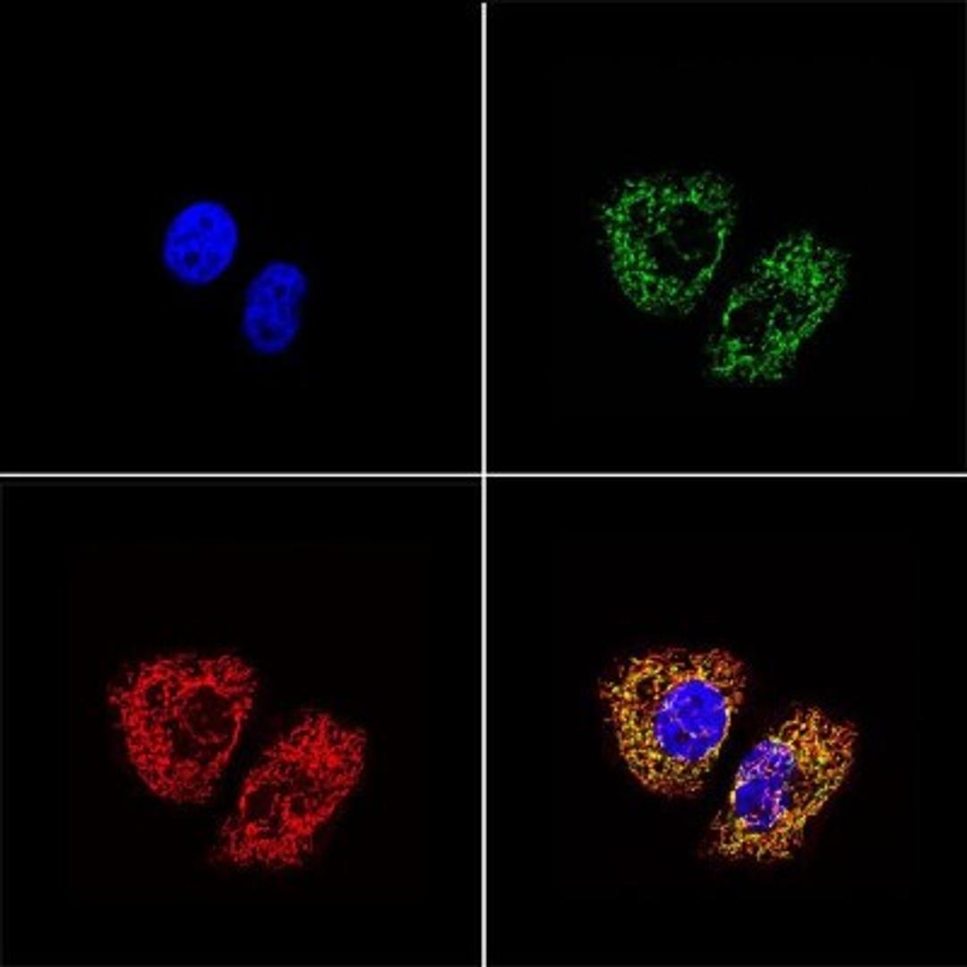 Immunocytochemistry/Immunofluorescence: mtTFA Antibody (18G102B2E11) [NBP1-71648] - Immunostaining in HeLa cells.  C1: DAPI staining 2 nuclei, C2: anti-mtTFA stain with Alexa Fluor 488 secondary ab (green), C3: Mitotracker Red staining mitochondria.  Image courtesy of Elizabeth Wang.