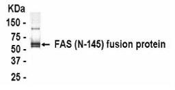 Western Blot: XW-7192 dilution: 1:2,000, Goat anti-HRP dilution: 1:1,000. E coli-derived fusion protein as test antigen.