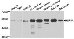 Western blot analysis of extracts of various cell lines using HNF4A antibody