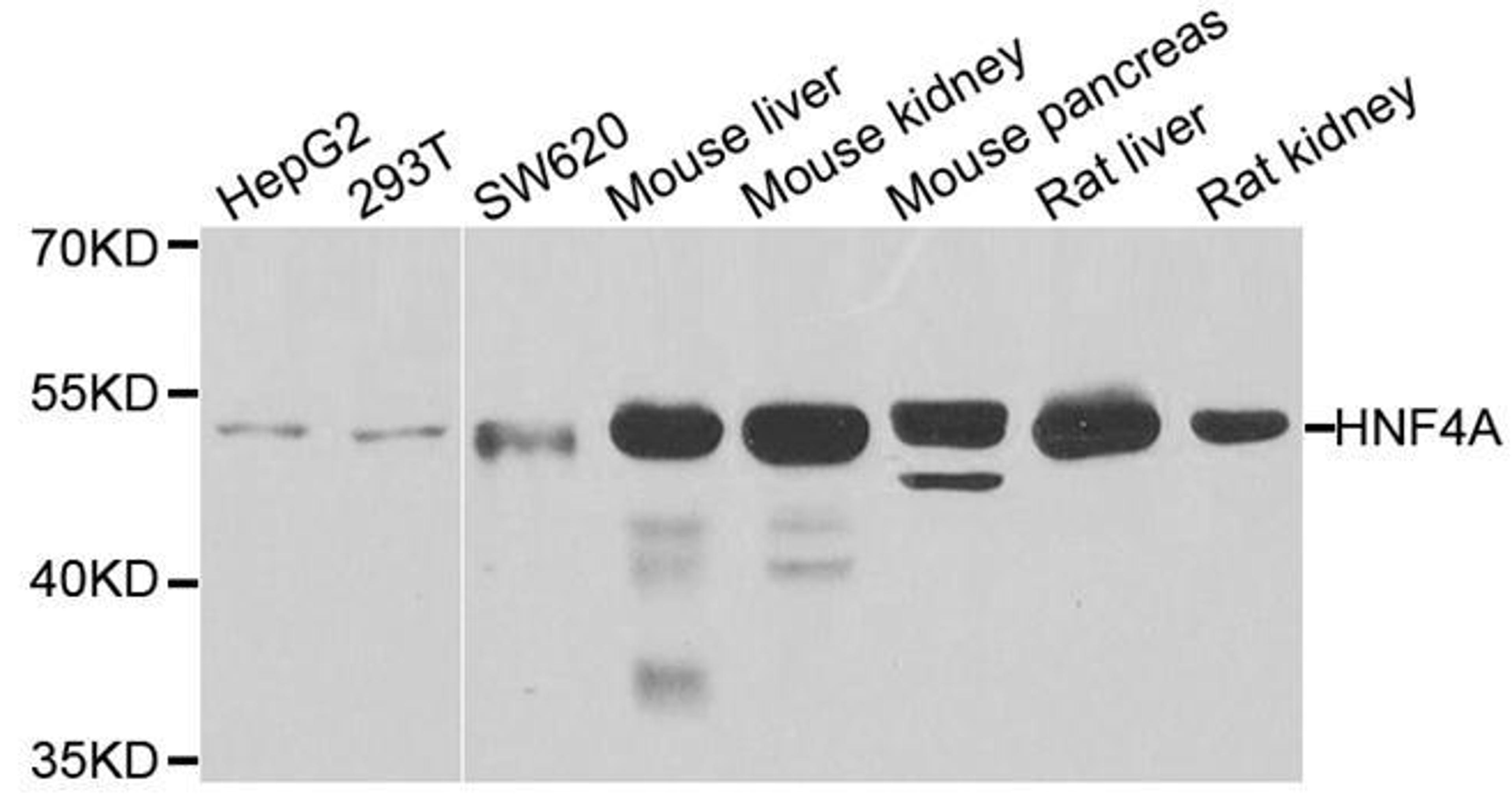 Western blot analysis of extracts of various cell lines using HNF4A antibody