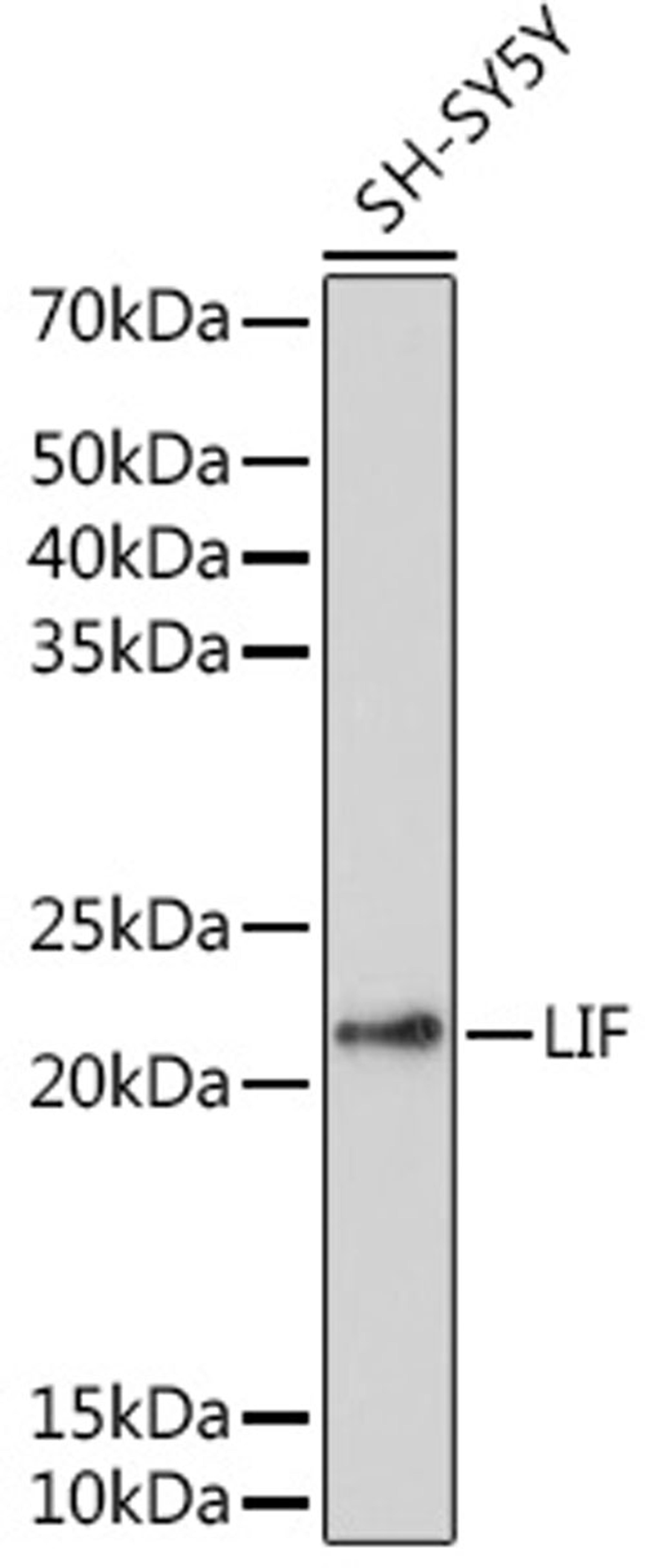 Western blot - LIF antibody (A1288)