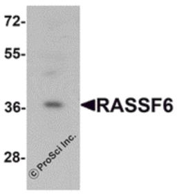 Western blot analysis of RASSF6 in 293 cell lysate with RASSF6 antibody at 1 μg/mL.