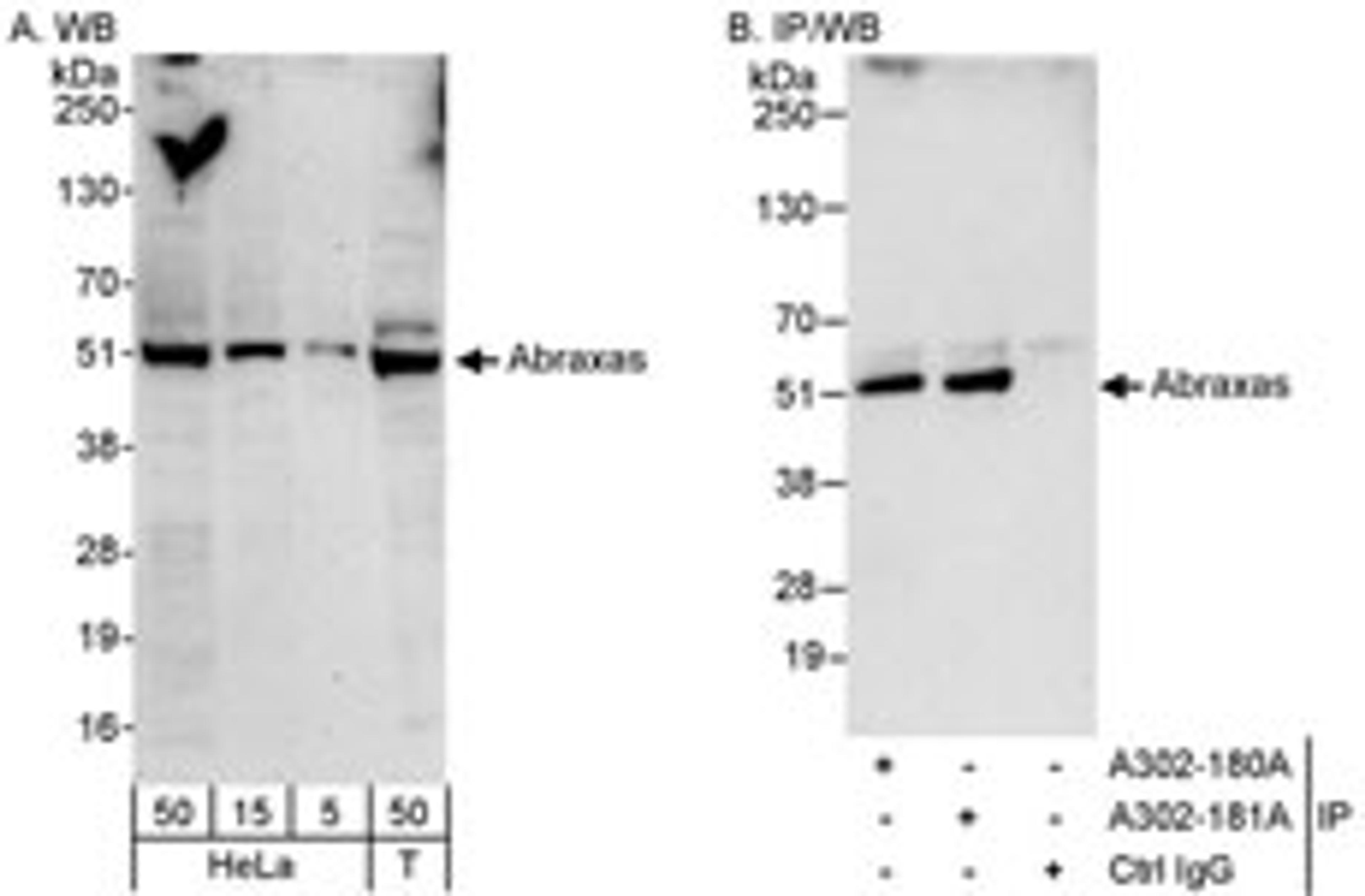 Detection of human Abraxas by western blot and immunoprecipitation.