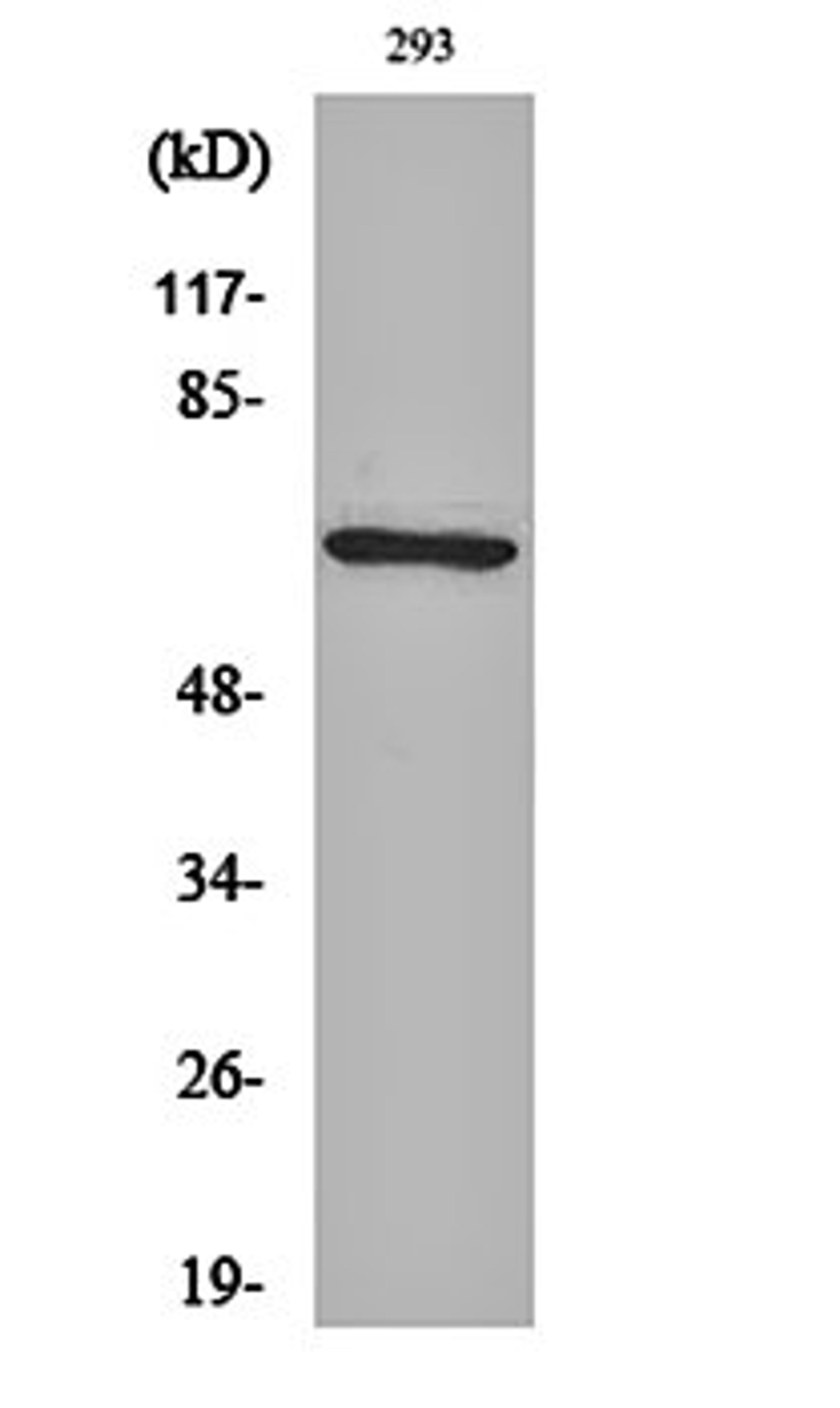 Western blot analysis of 293 cell lysates using PAF65 alpha antibody