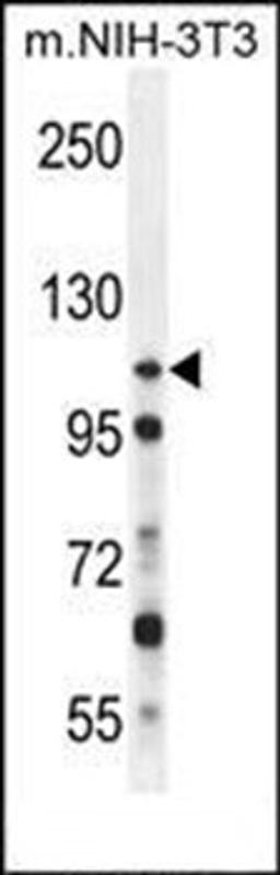 Western blot analysis of mouse NIH-3T3 cell line lysates (35ug/lane) using NUP107 antibody (Center)