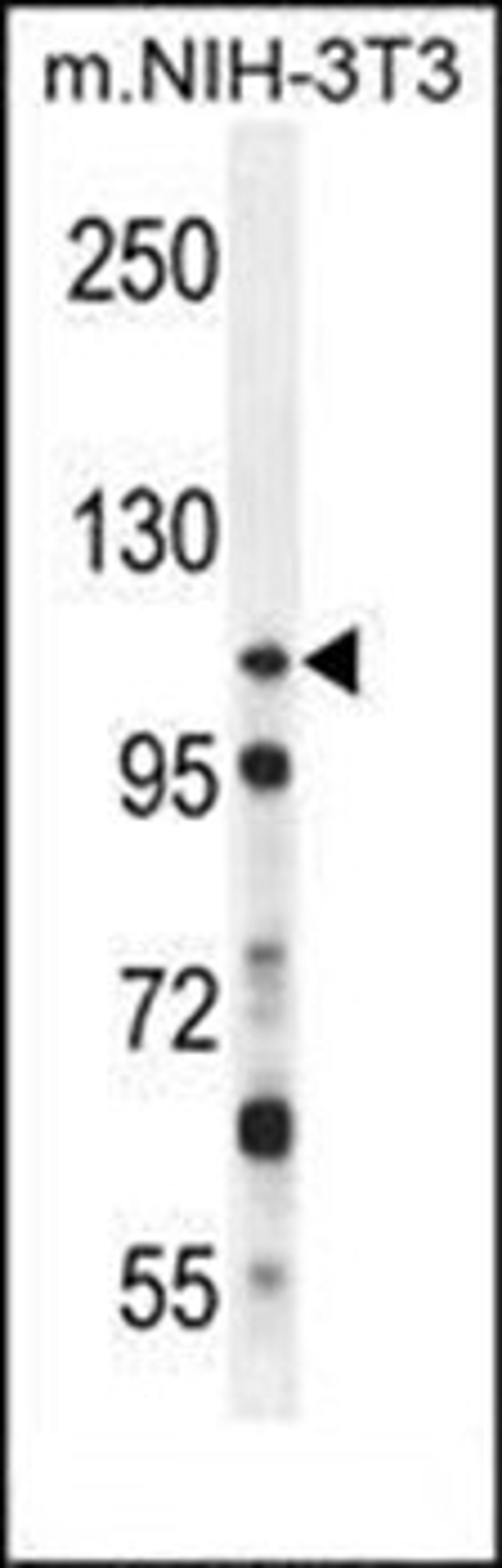 Western blot analysis of mouse NIH-3T3 cell line lysates (35ug/lane) using NUP107 antibody (Center)