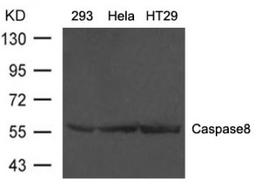 Western blot analysis of lysed extracts from 293, HeLa, HepG2 and HT-29 cells using Caspase 8 Antibody.