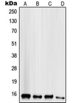 Western blot analysis of HeLa (Lane 1), HepG2 (Lane 2), MCF7 (Lane 3), MDAMB435 (Lane 4) whole cell lysates using SCGB2A1 antibody