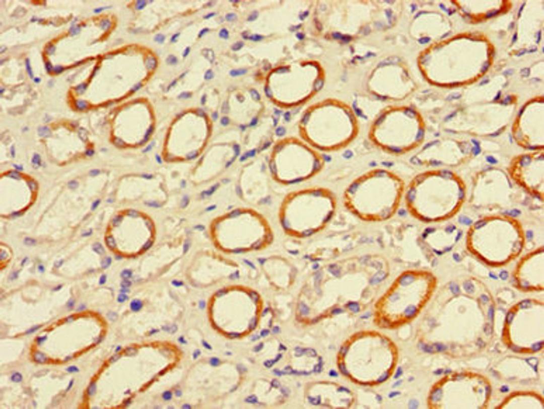 Immunohistochemistry of paraffin-embedded human stomach tissue using CSB-PA017979LA01HU at dilution of 1:100