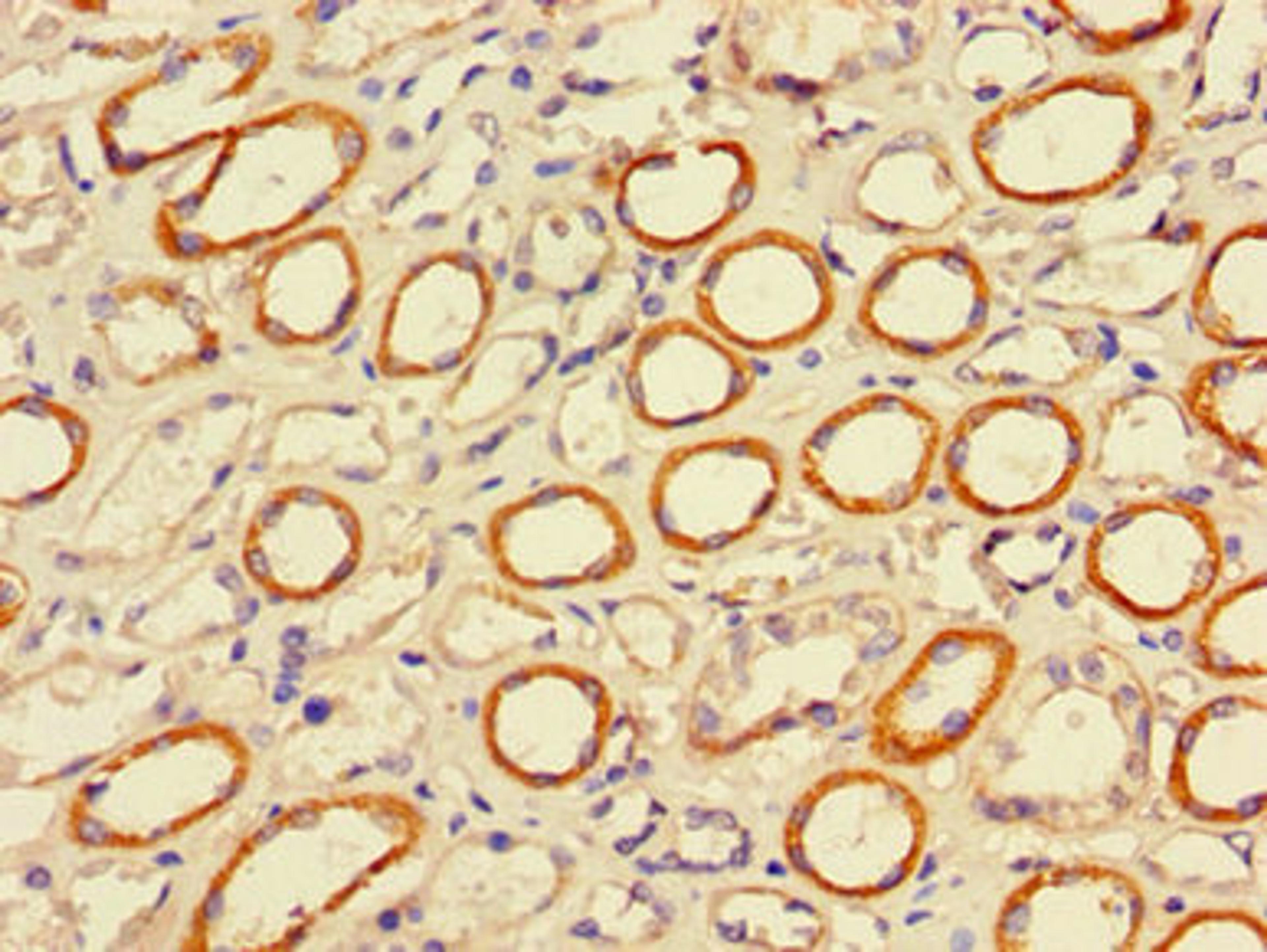Immunohistochemistry of paraffin-embedded human stomach tissue using CSB-PA017979LA01HU at dilution of 1:100