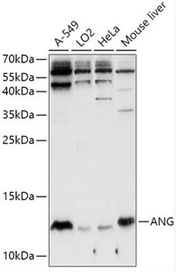 Western blot - ANG antibody (A13465)