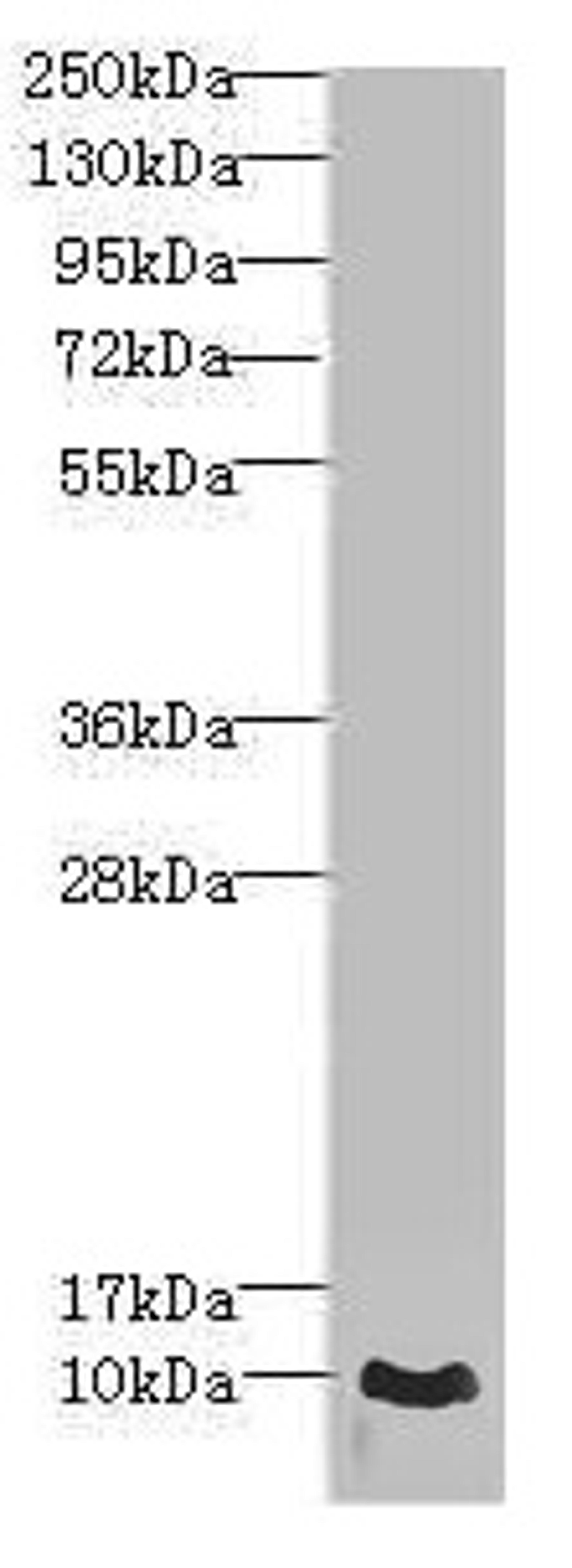 Western blot. All lanes: CRIP1 antibody at 1.44µg/ml + PC-3 whole cell lysate. Secondary. Goat polyclonal to rabbit IgG at 1/10000 dilution. Predicted band size: 9 kDa. Observed band size: 9 kDa