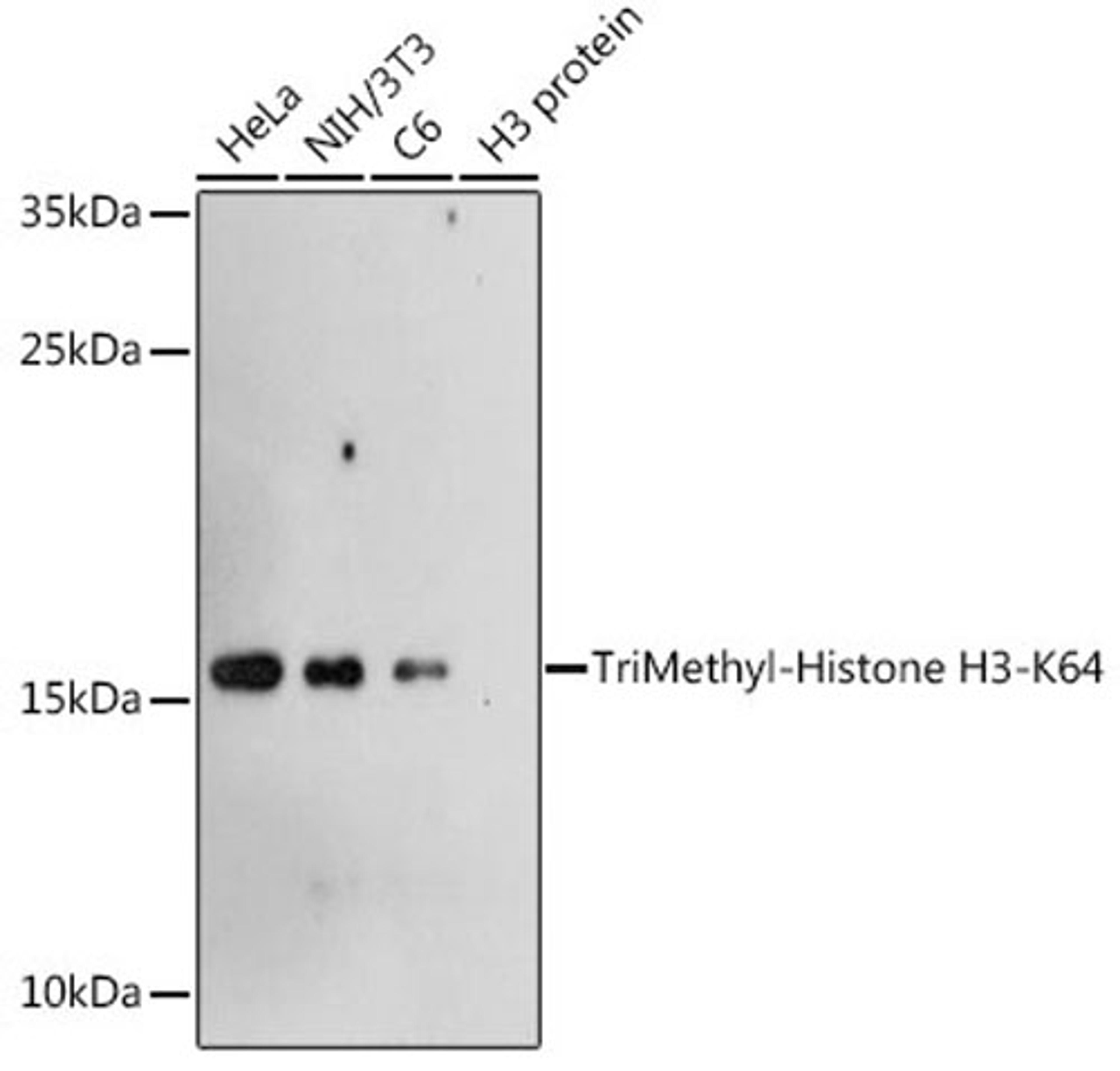 Western blot - TriMethyl-Histone H3-K64 antibody (A7259)