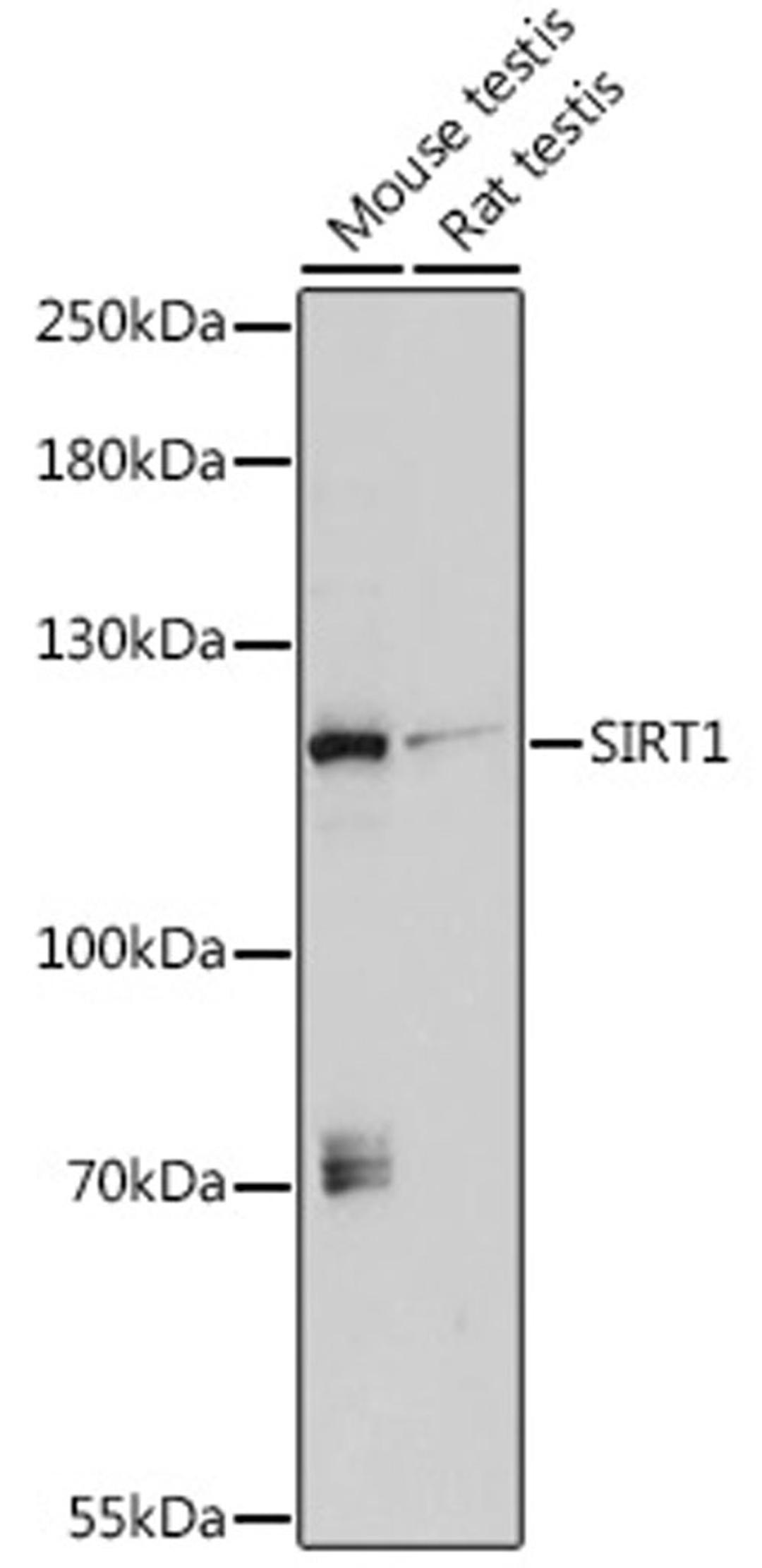 Western blot - SIRT1 antibody (A0230)