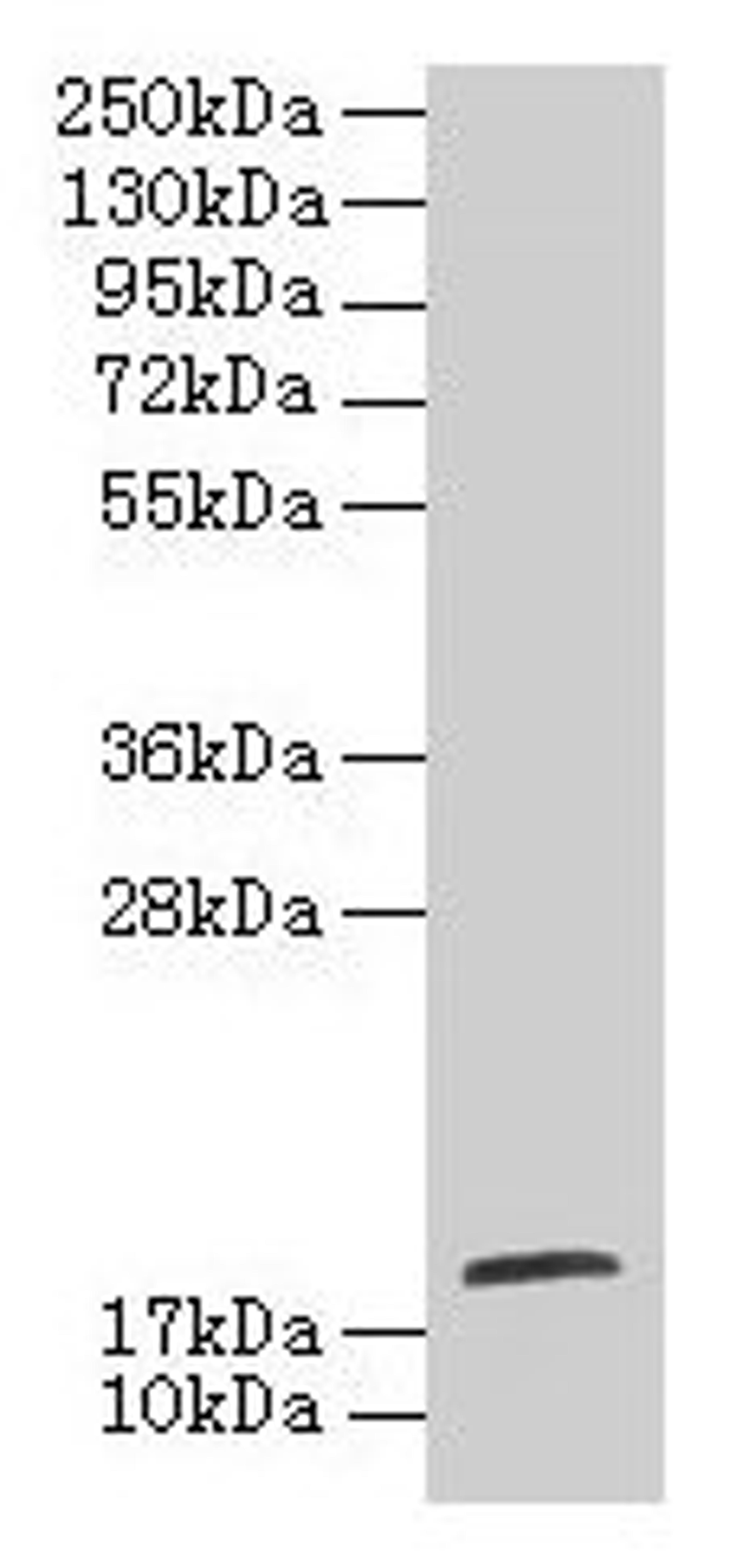 Western blot. All lanes: TPPP2 antibody at 8µg/ml + HepG2 whole cell lysate. Secondary. Goat polyclonal to rabbit IgG at 1/10000 dilution. Predicted band size: 19 kDa. Observed band size: 19 kDa