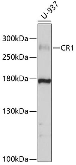 Western blot - CR1 antibody (A10059)