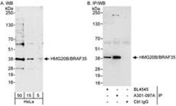 Detection of human HMG20B/BRAF35 by western blot and immunoprecipitation.