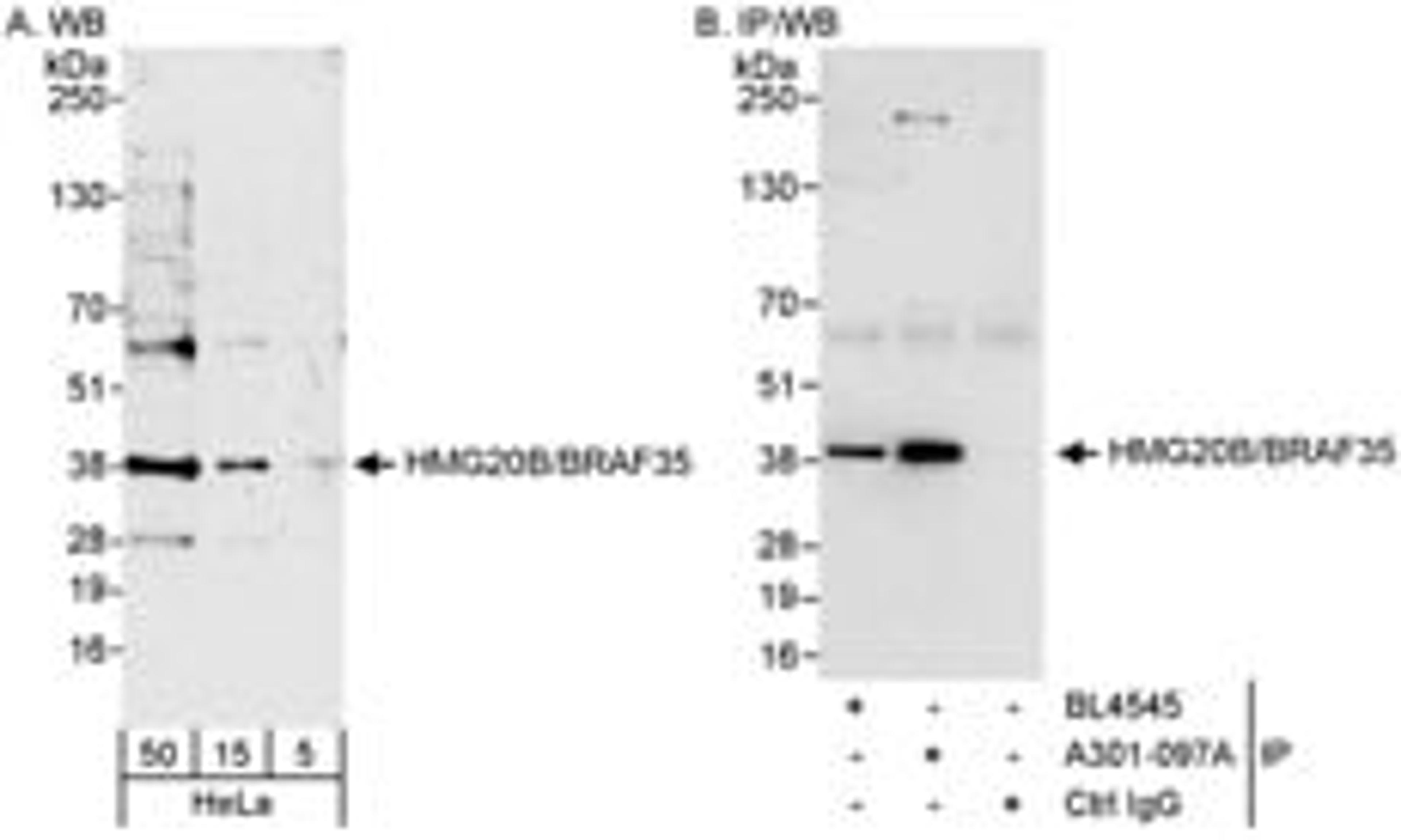 Detection of human HMG20B/BRAF35 by western blot and immunoprecipitation.