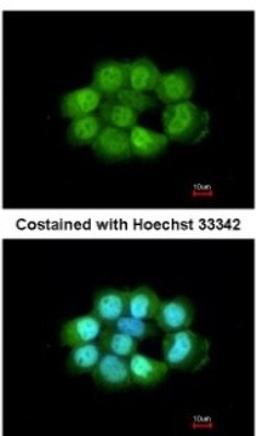 Immunocytochemistry/Immunofluorescence: NOSIP Antibody [NBP2-19566] - Analysis of paraformaldehyde-fixed A431, using antibody at 1:200 dilution.