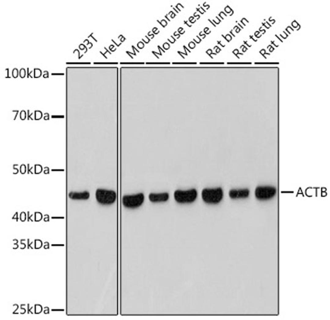 Western blot - ACTB antibody (AC038)