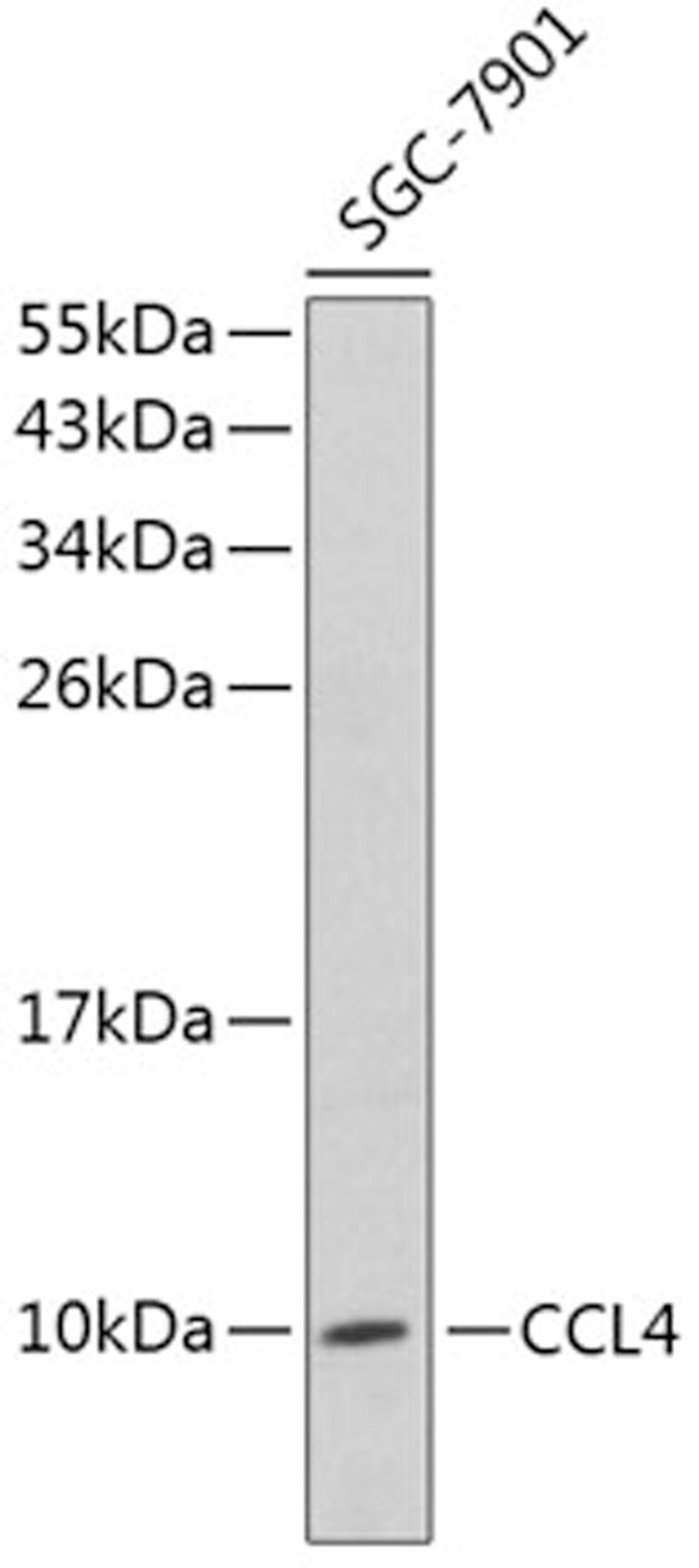 Western blot - CCL4 antibody (A1671)