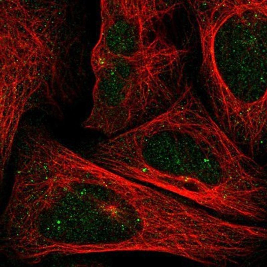 Immunocytochemistry/Immunofluorescence: FOPNL Antibody [NBP1-84109] - Staining of human cell line U-2 OS shows positivity in centrosome.