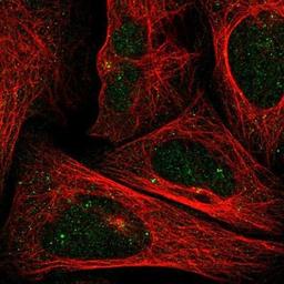 Immunocytochemistry/Immunofluorescence: FOPNL Antibody [NBP1-84109] - Staining of human cell line U-2 OS shows positivity in centrosome.