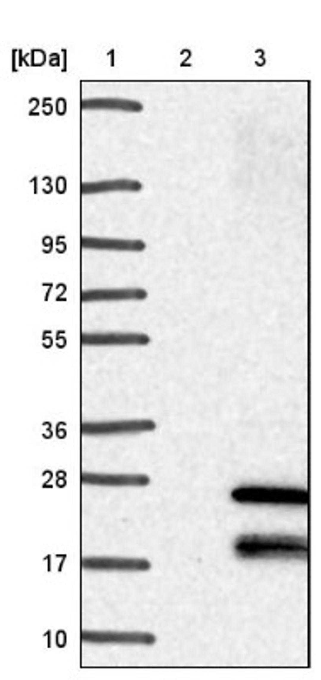 Western Blot: TMEM208 Antibody [NBP1-92519] - Lane 1: Marker [kDa] 250, 130, 95, 72, 55, 36, 28, 17, 10<br/>Lane 2: Negative control (vector only transfected HEK293T lysate)<br/>Lane 3: Over-expression lysate (Co-expressed with a C-terminal myc-DDK tag (~3.1 kDa) in mammalian HEK293T cells, LY415449)