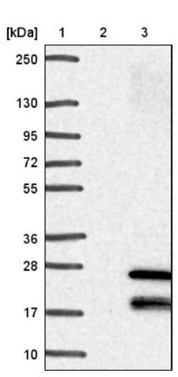 Western Blot: TMEM208 Antibody [NBP1-92519] - Lane 1: Marker [kDa] 250, 130, 95, 72, 55, 36, 28, 17, 10<br/>Lane 2: Negative control (vector only transfected HEK293T lysate)<br/>Lane 3: Over-expression lysate (Co-expressed with a C-terminal myc-DDK tag (~3.1 kDa) in mammalian HEK293T cells, LY415449)