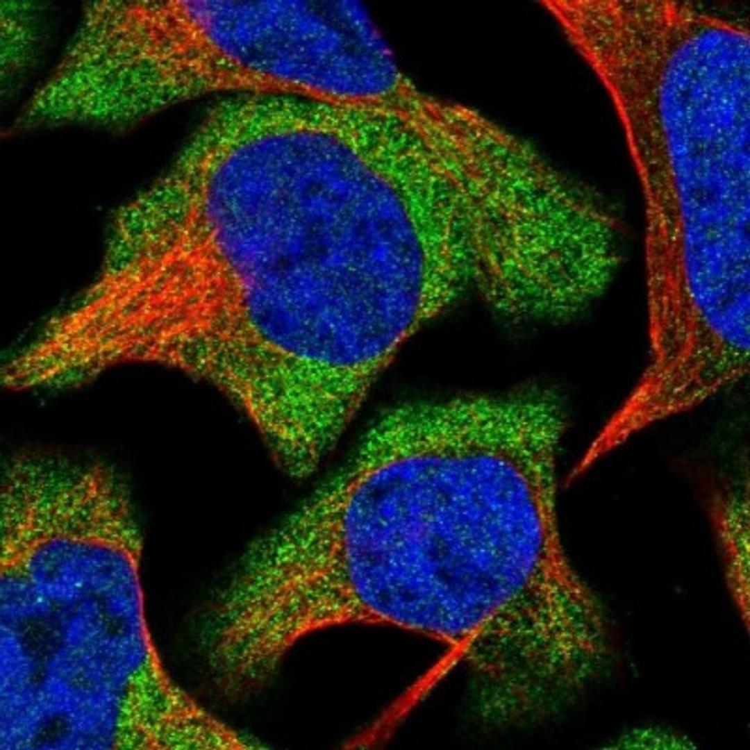 Immunocytochemistry/Immunofluorescence: GPRASP2 Antibody [NBP1-83480] - Staining of human cell line U-2 OS shows positivity in cytoplasm.