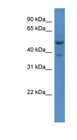 Western Blot: HMX3 Antibody [NBP1-69011] - Mouse Liver lysate, concentration 0.2-1 ug/ml.