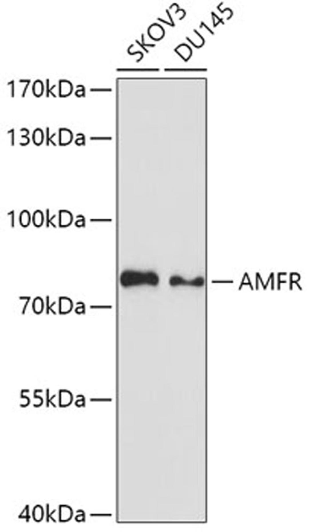 Western blot - AMFR antibody (A3731)