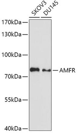 Western blot - AMFR antibody (A3731)