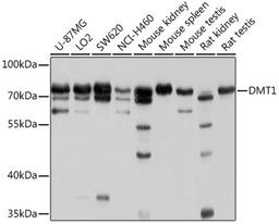 Western blot - DMT1 antibody (A10231)