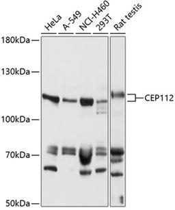 Western blot - CEP112 antibody (A14302)