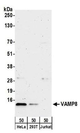 Detection of human VAMP8 by western blot.