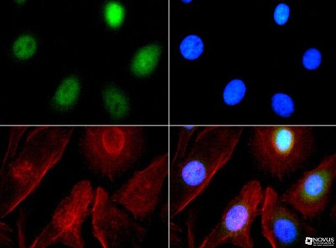 Immunocytochemistry/Immunofluorescence: EHMT1 Antibody [NBP1-77400] - Antibody was tested at 1:200 in HeLa cells with FITC (green). Nuclei and actin were counterstained with Dapi (blue) and Phalloidin (red).