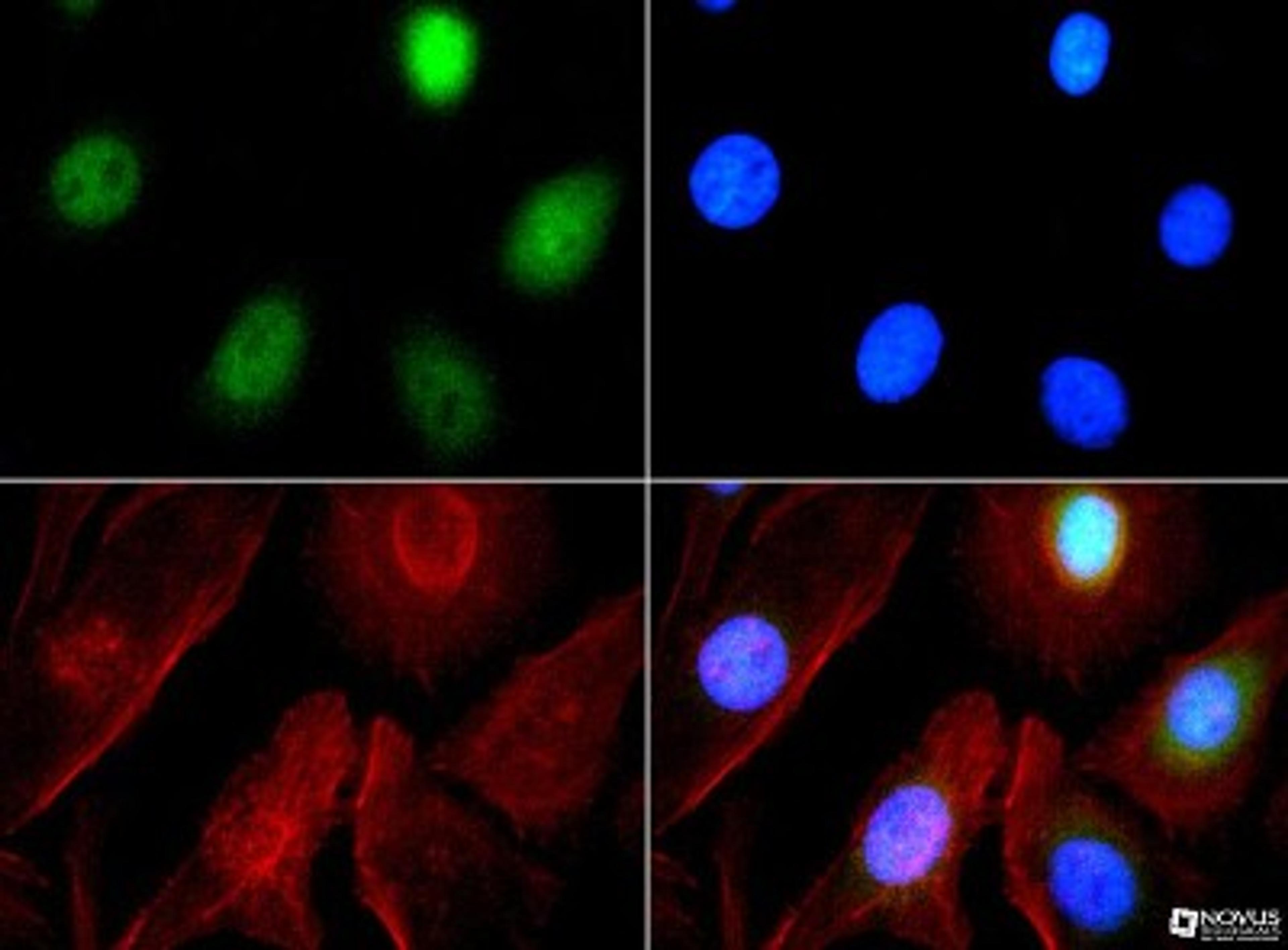 Immunocytochemistry/Immunofluorescence: EHMT1 Antibody [NBP1-77400] - Antibody was tested at 1:200 in HeLa cells with FITC (green). Nuclei and actin were counterstained with Dapi (blue) and Phalloidin (red).