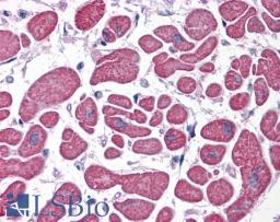 46-151 (5ug/ml) staining of paraffin embedded Human Heart. Steamed antigen retrieval with citrate buffer pH 6, AP-staining.