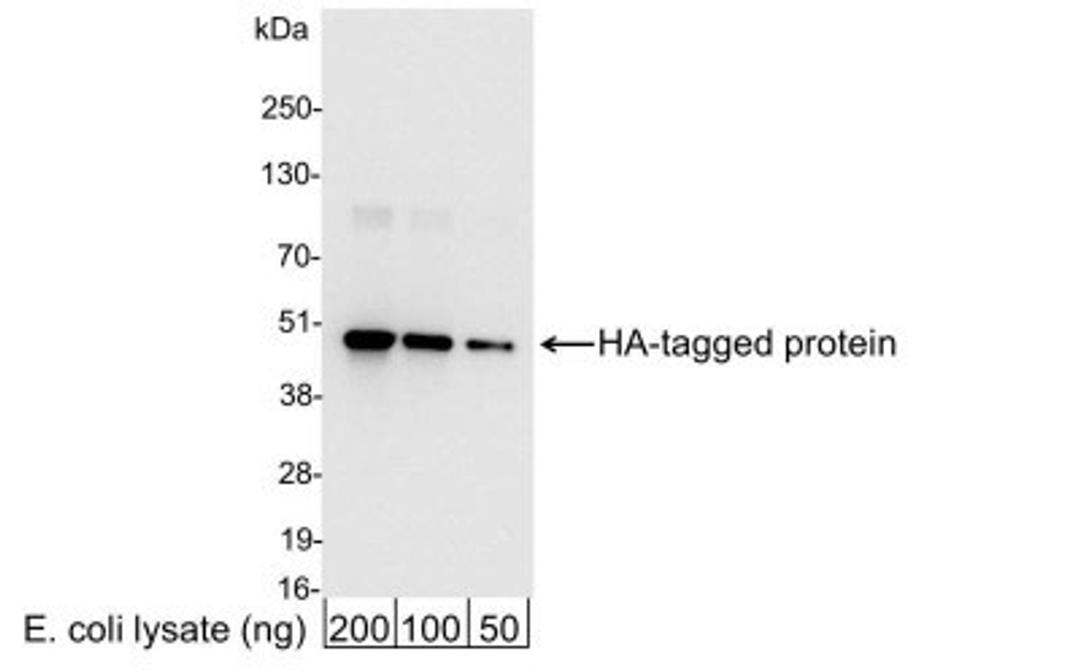 Western Blot: HA Epitope Tag Antibody [NB600-363] - Analysis using the HRP conjugate of NB600-363. Detection of 200, 100, or 50 ng of E. coli whole cell lysate expressing a multi-tag fusion protein. Antibody used at 0.04 ug/ml (1:25,000).