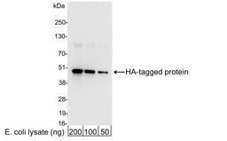 Western Blot: HA Epitope Tag Antibody [NB600-363] - Analysis using the HRP conjugate of NB600-363. Detection of 200, 100, or 50 ng of E. coli whole cell lysate expressing a multi-tag fusion protein. Antibody used at 0.04 ug/ml (1:25,000).