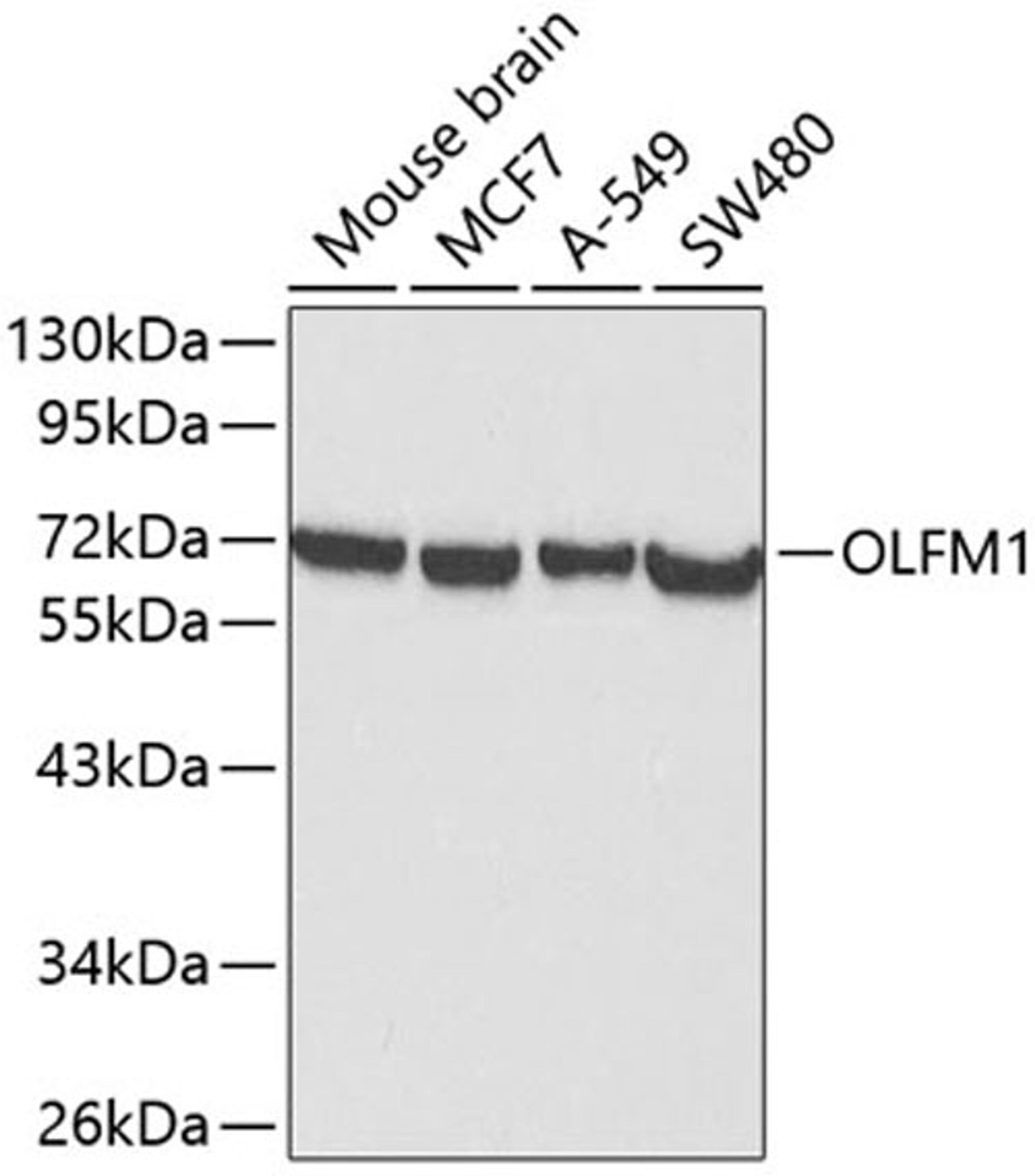 Western blot - OLFM1 antibody (A0261)