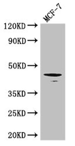 Western Blot. Positive WB detected in: MCF-7 whole cell lysate. All lanes: Tgfb1 antibody at 3ug/ml. Secondary. Goat polyclonal to rabbit IgG at 1/50000 dilution. Predicted band size: 45 kDa. Observed band size: 45 kDa. 