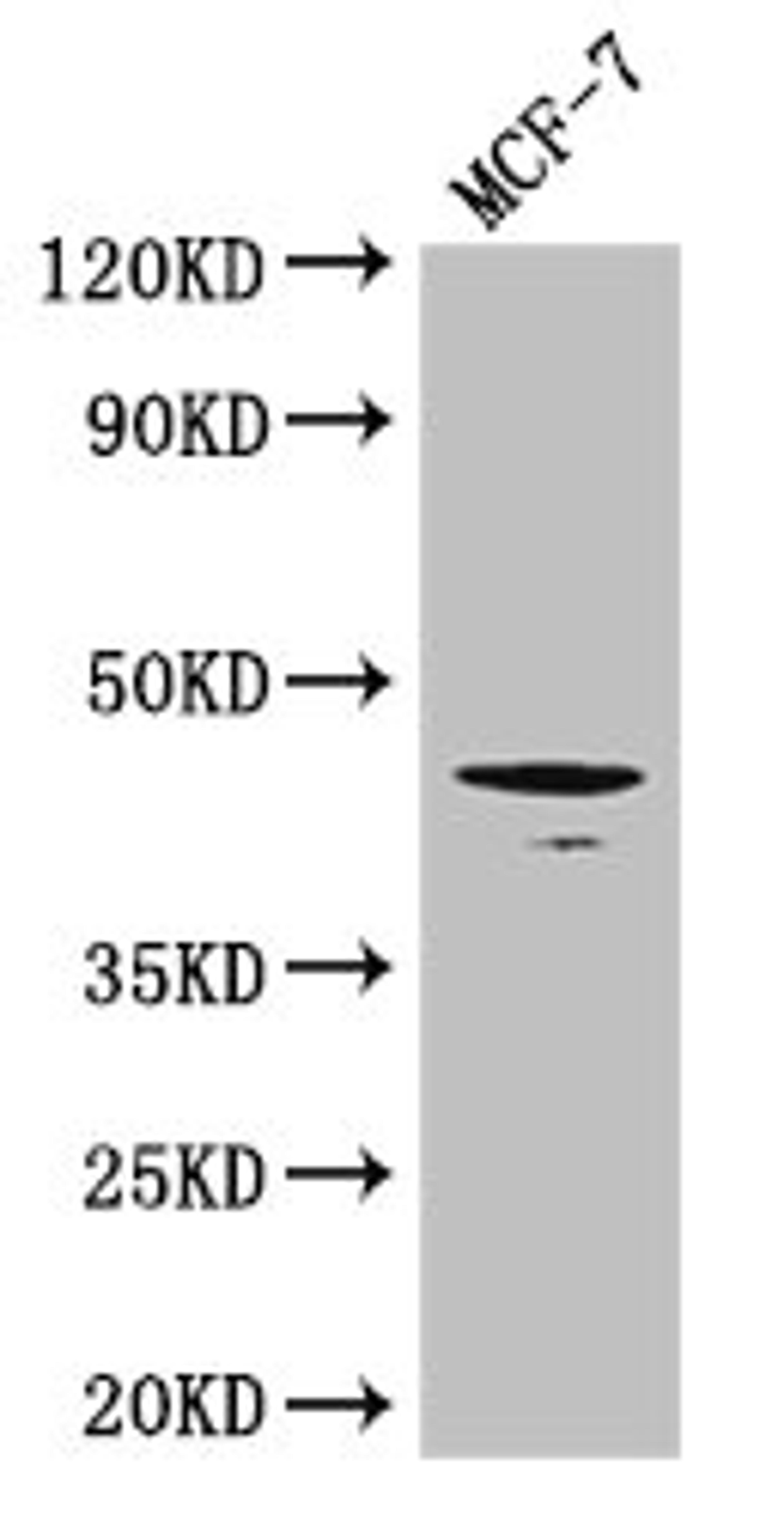 Western Blot. Positive WB detected in: MCF-7 whole cell lysate. All lanes: Tgfb1 antibody at 3ug/ml. Secondary. Goat polyclonal to rabbit IgG at 1/50000 dilution. Predicted band size: 45 kDa. Observed band size: 45 kDa. 