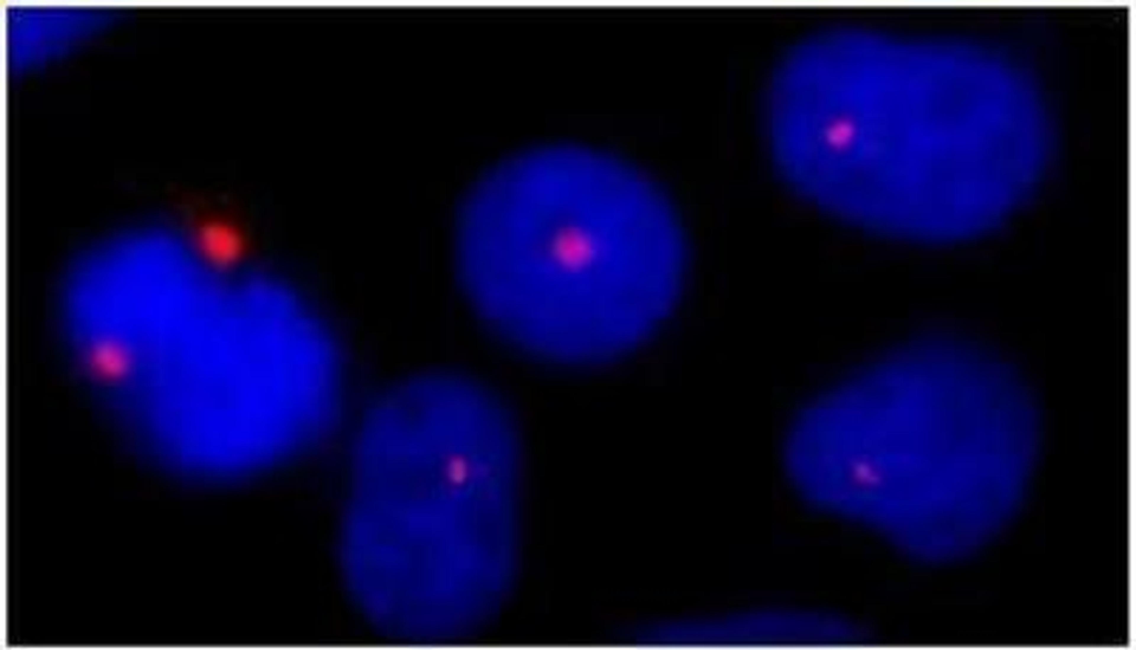 Immunocytochemistry/Immunofluorescence: Pericentrin Antibody [NB100-61071] - NBF-fixed asynchronous HeLa cells.  Affinity purified rabbit anti- Pericentrin/Kendrin used at a dilution of 1:100.